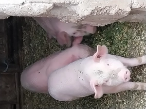 Vand purcei 8 saptamani - imagine 2