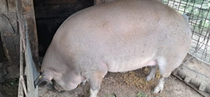 Vand scoafa de taiat 