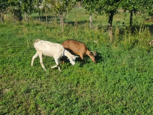 Capre saanen și alpine