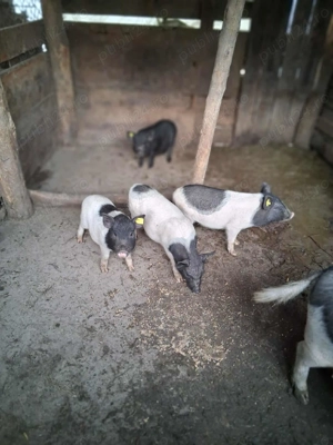 Vietnamezi  - imagine 3