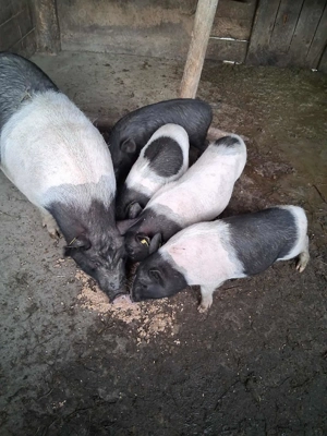 Vietnamezi  - imagine 2