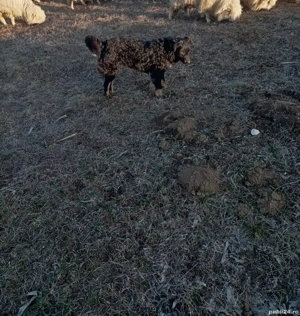 Vând câine de întors, învățat - imagine 2 Vând câine de întors, învățat - imagine 2