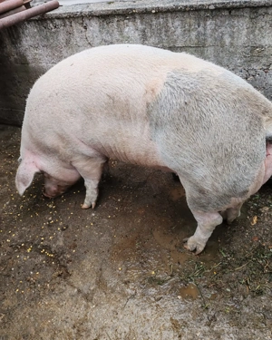 Vând porci grași - imagine 2 Vând porci grași - imagine 2