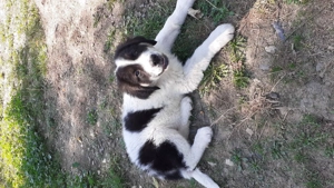 Catel Ciobanesc de Bucovina - imagine 2 Catel Ciobanesc de Bucovina - imagine 2