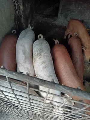 Purcei de vanzare, de 2 si 3 luni, crescuti in propria gospodarie, hraniti cu cereale si lucerna.  - imagine 2 Purcei de vanzare, de 2 si 3 luni, crescuti in propria gospodarie, hraniti cu cereale si lucerna.  - imagine 2