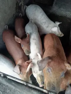 Purcei de vanzare, de 2 si 3 luni, crescuti in propria gospodarie, hraniti cu cereale si lucerna.  - imagine 3 Purcei de vanzare, de 2 si 3 luni, crescuti in propria gospodarie, hraniti cu cereale si lucerna.  - imagine 3