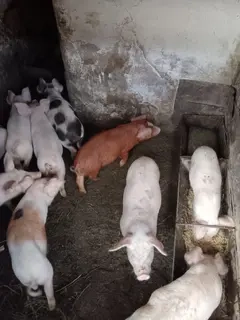 Purcei de vanzare, de 2 si 3 luni, crescuti in propria gospodarie, hraniti cu cereale si lucerna.  - imagine 4 Purcei de vanzare, de 2 si 3 luni, crescuti in propria gospodarie, hraniti cu cereale si lucerna.  - imagine 4