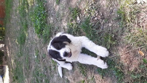 Catel Ciobanesc de Bucovina - imagine 3 Catel Ciobanesc de Bucovina - imagine 3