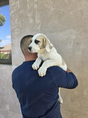 Căței asia centrala 