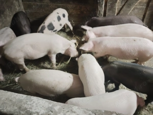 Vând purcei de rasa bună marele alb