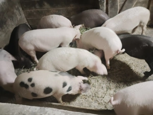 Vând purcei de rasa bună marele alb - imagine 3