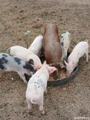 Vand Purcei  - imagine 2