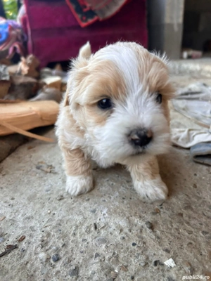 Vând Bichoni - imagine 5 Vând Bichoni - imagine 5