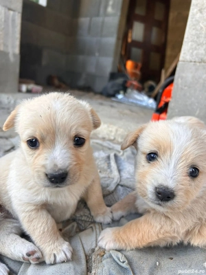 Vând Bichoni - imagine 3 Vând Bichoni - imagine 3