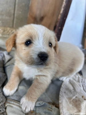 Vând Bichoni - imagine 2 Vând Bichoni - imagine 2