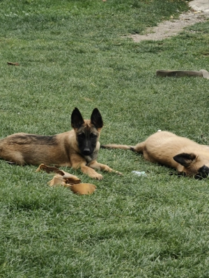 Ciobanesc Belgian Malinois