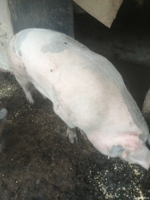 Scroafa pentru sacrificat 