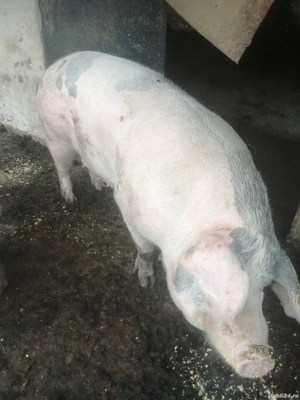Scroafa pentru sacrificat  - imagine 2 Scroafa pentru sacrificat  - imagine 2
