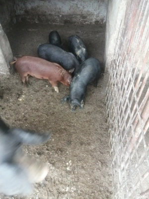 Purcei de vânzare  - imagine 2 Purcei de vânzare  - imagine 2