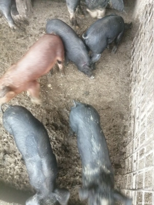 Purcei de vânzare  - imagine 3 Purcei de vânzare  - imagine 3