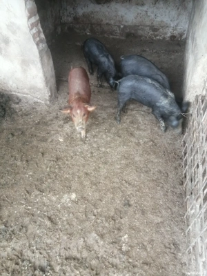 Purcei de vânzare  - imagine 4 Purcei de vânzare  - imagine 4