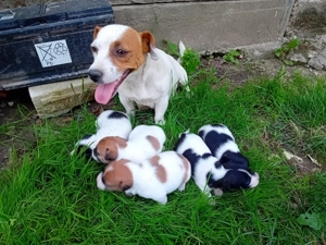 Jack Russel Terrier  - imagine 3