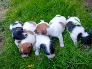 Jack Russel Terrier  - imagine 2