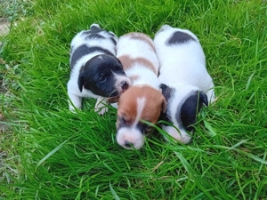 Jack Russel Terrier  - imagine 5