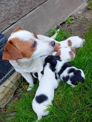 Jack Russel Terrier  - imagine 4