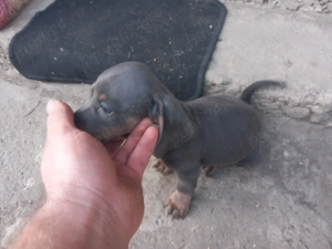 Căței Teckel Arlechin și Negru cu pete de foc 