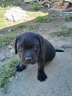 Pui de Cane corso de vanzare - imagine 2