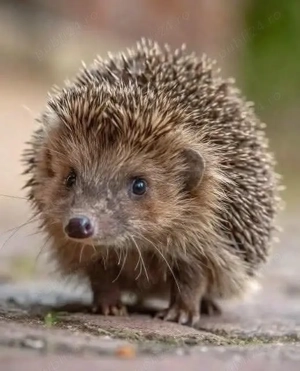 Pui și adulți de arici europeni autohtoni de curte sau ca animal de companie  - imagine 3