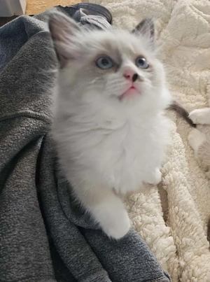 Pui de Ragdoll Seal Bicolor, fetiță - imagine 4