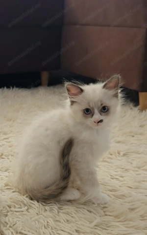 Pui de Ragdoll Seal Bicolor, fetiță - imagine 5