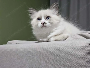 Pui de Ragdoll Seal Bicolor, fetiță - imagine 2
