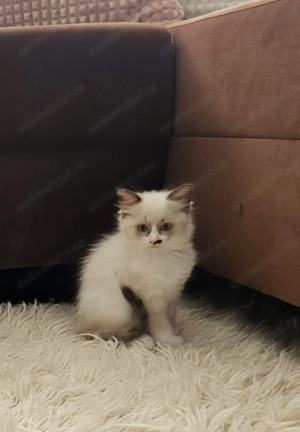 Pui de Ragdoll Seal Bicolor, fetiță - imagine 3