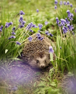 Pui și adulți de arici europeni autohtoni de curte sau ca animal de companie  - imagine 5