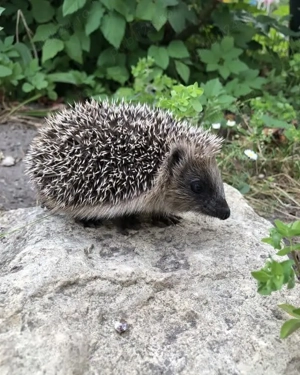 Pui și adulți de arici europeni autohtoni de curte sau ca animal de companie  - imagine 6