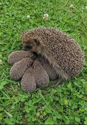 Pui și adulți de arici europeni autohtoni de curte sau ca animal de companie