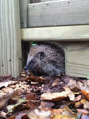 Pui și adulți de arici europeni autohtoni de curte sau ca animal de companie  - imagine 7