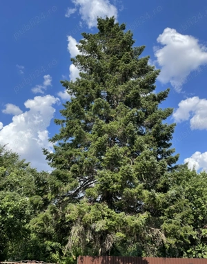 Teren intravilan 800 mp- Fundeni, Călărași, aproape de lac, aproape de București, asfalt, utilități  - imagine 3