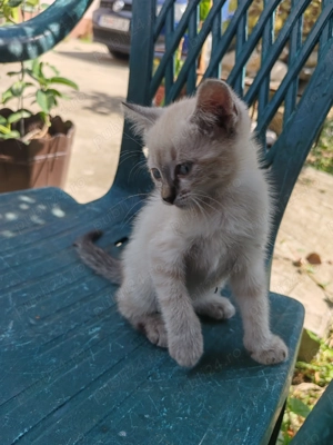 Vind pui pisica,femela,invitata de trei luni,british cu birmaneza - imagine 4 Vind pui pisica,femela,invitata de trei luni,british cu birmaneza - imagine 4