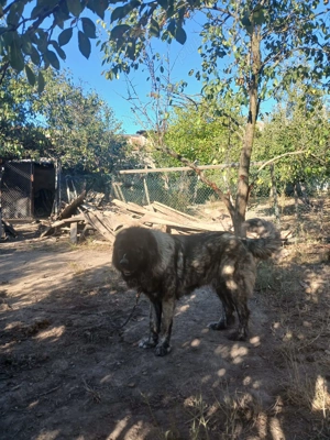 Caucazieni de vanzare (doi masculi si o femela) !!!