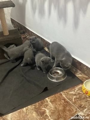 de vânzare  - imagine 5 de vânzare  - imagine 5