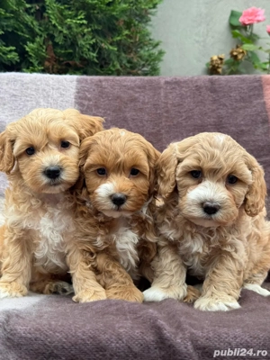 Puiuti de Maltipoo bichon toy+pudel barboncino - imagine 3