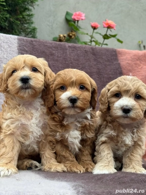 Puiuti de Maltipoo bichon toy+pudel barboncino - imagine 5