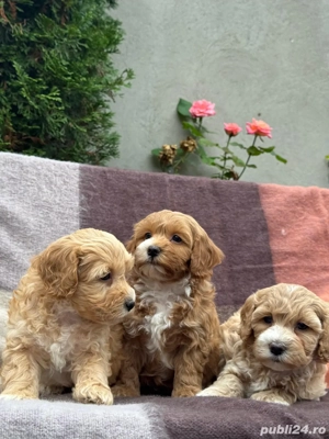 Puiuti de Maltipoo bichon toy+pudel barboncino - imagine 2