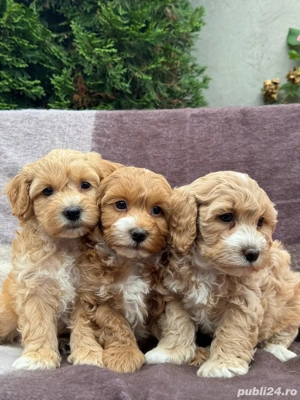 Puiuti de Maltipoo bichon toy+pudel barboncino - imagine 4