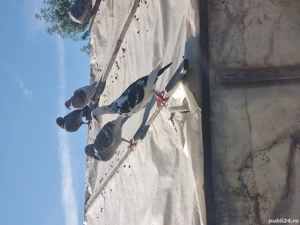   Voiajori - imagine 2