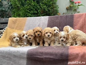 Maltipoo bichon maltez+pudel red toy